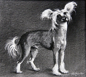 Chinese_Crested.jpg